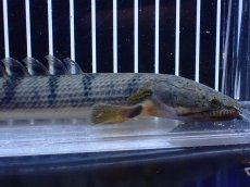 画像2: 【淡水魚】【通販】No3 ポリプテルス ウィークシー コンゴ産 ワイルド【個体販売】(±20cm)(大型魚)(生体)(熱帯魚)NKＯ (2)