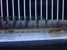 画像3: 【淡水魚】【通販】No3 ポリプテルス ウィークシー コンゴ産 ワイルド【個体販売】(±20cm)(大型魚)(生体)(熱帯魚)NKＯ (3)