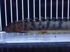 画像4: 【淡水魚】【通販】No3 ポリプテルス ウィークシー コンゴ産 ワイルド【個体販売】(±20cm)(大型魚)(生体)(熱帯魚)NKＯ (4)