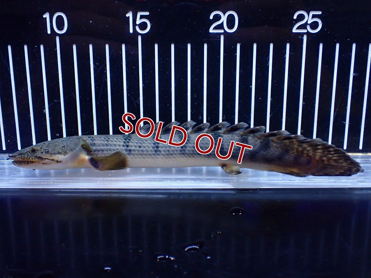 画像5: 【淡水魚】【通販】No3 ポリプテルス ウィークシー コンゴ産 ワイルド【個体販売】(±20cm)(大型魚)(生体)(熱帯魚)NKＯ (5)