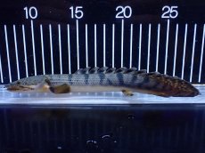 画像5: 【淡水魚】【通販】No3 ポリプテルス ウィークシー コンゴ産 ワイルド【個体販売】(±20cm)(大型魚)(生体)(熱帯魚)NKＯ (5)