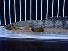 画像6: 【淡水魚】【通販】No3 ポリプテルス ウィークシー コンゴ産 ワイルド【個体販売】(±20cm)(大型魚)(生体)(熱帯魚)NKＯ (6)
