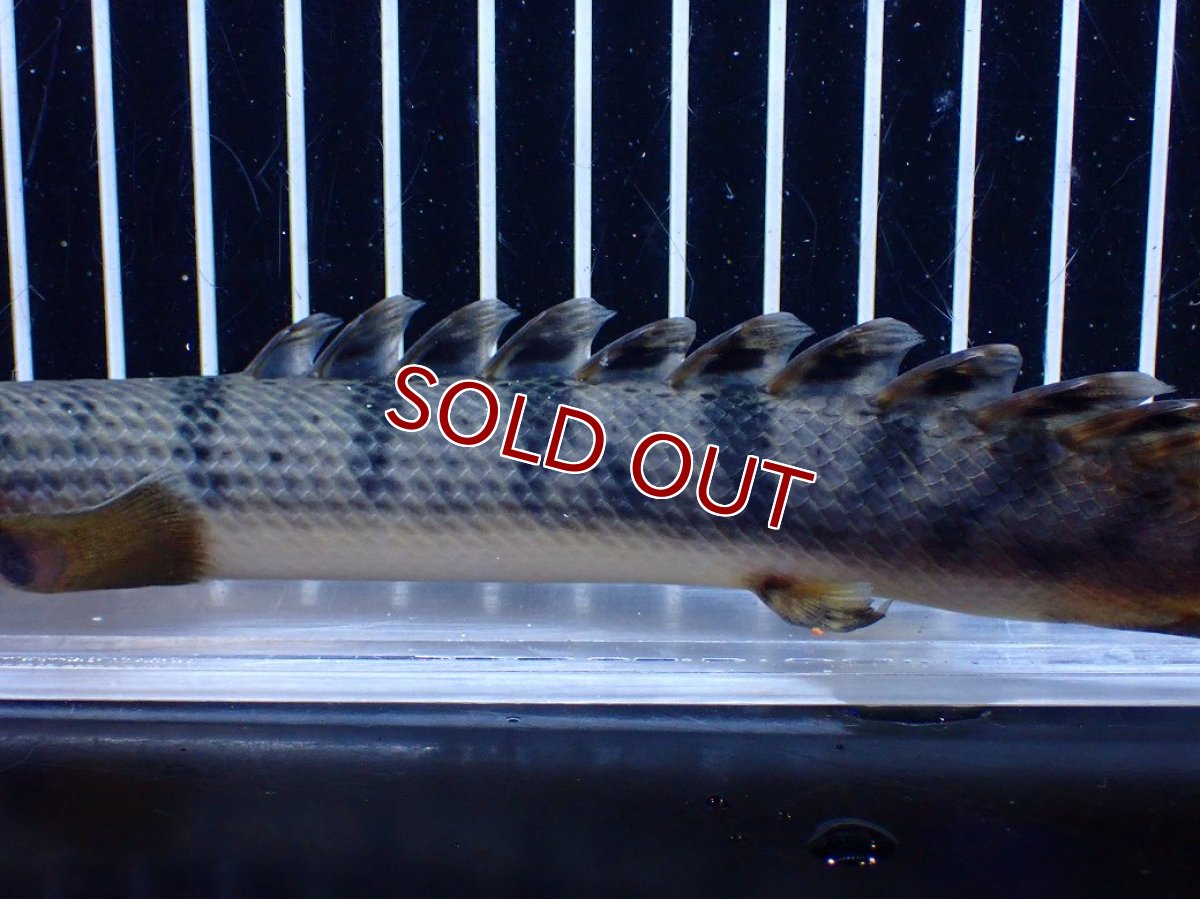 画像7: 【淡水魚】【通販】No3 ポリプテルス ウィークシー コンゴ産 ワイルド【個体販売】(±20cm)(大型魚)(生体)(熱帯魚)NKＯ (7)