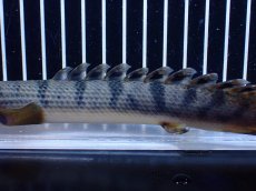 画像7: 【淡水魚】【通販】No3 ポリプテルス ウィークシー コンゴ産 ワイルド【個体販売】(±20cm)(大型魚)(生体)(熱帯魚)NKＯ (7)