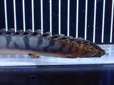 画像8: 【淡水魚】【通販】No3 ポリプテルス ウィークシー コンゴ産 ワイルド【個体販売】(±20cm)(大型魚)(生体)(熱帯魚)NKＯ (8)