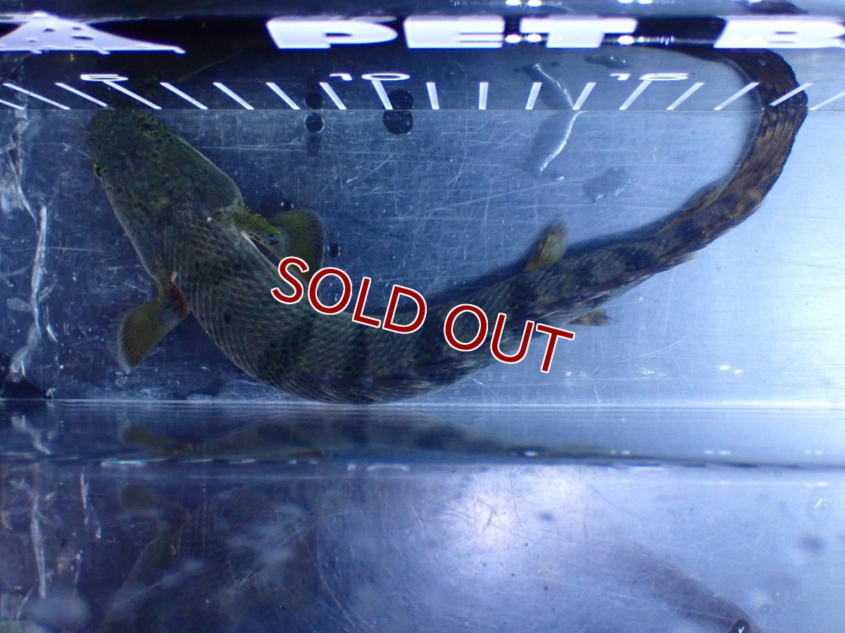 画像9: 【淡水魚】【通販】No3 ポリプテルス ウィークシー コンゴ産 ワイルド【個体販売】(±20cm)(大型魚)(生体)(熱帯魚)NKＯ (9)