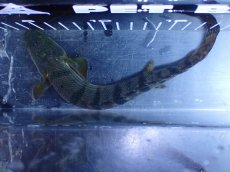 画像9: 【淡水魚】【通販】No3 ポリプテルス ウィークシー コンゴ産 ワイルド【個体販売】(±20cm)(大型魚)(生体)(熱帯魚)NKＯ (9)