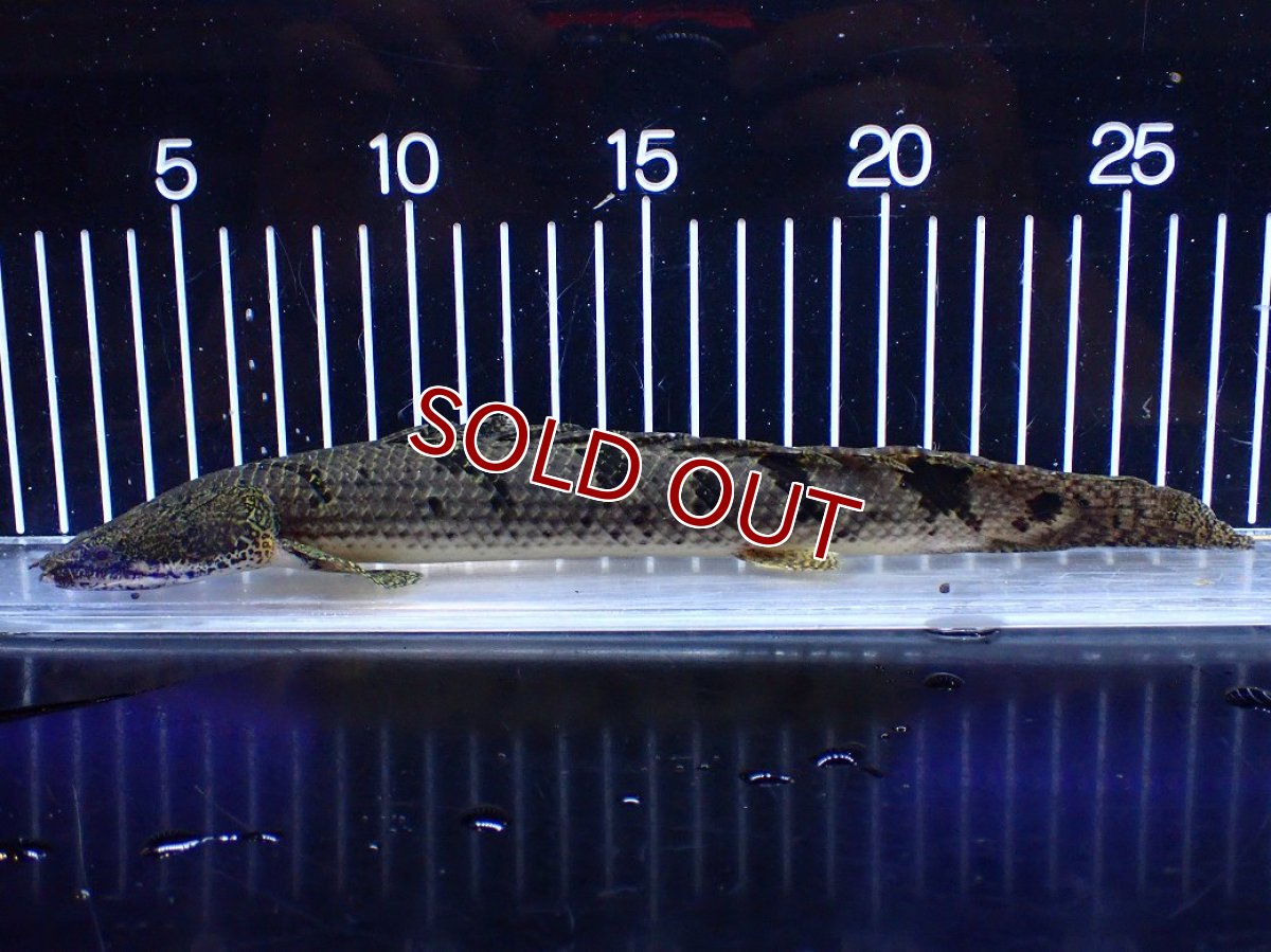 画像1: 【ボーナスセール対象個体　クーポンご利用で更に10％OFF】【淡水魚】【通販】大きめ バンドGOOD ポリプテルス デルヘジィ コンゴ産 ワイルド【個体販売】(±24cm)(大型魚(生体)(熱帯魚)NKＯ (1)