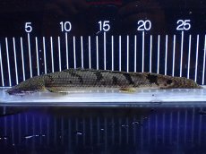 画像1: 【淡水魚】【通販】大きめ バンドGOOD ポリプテルス デルヘジィ コンゴ産 ワイルド【個体販売】(±24cm)(大型魚(生体)(熱帯魚)NKＯ (1)