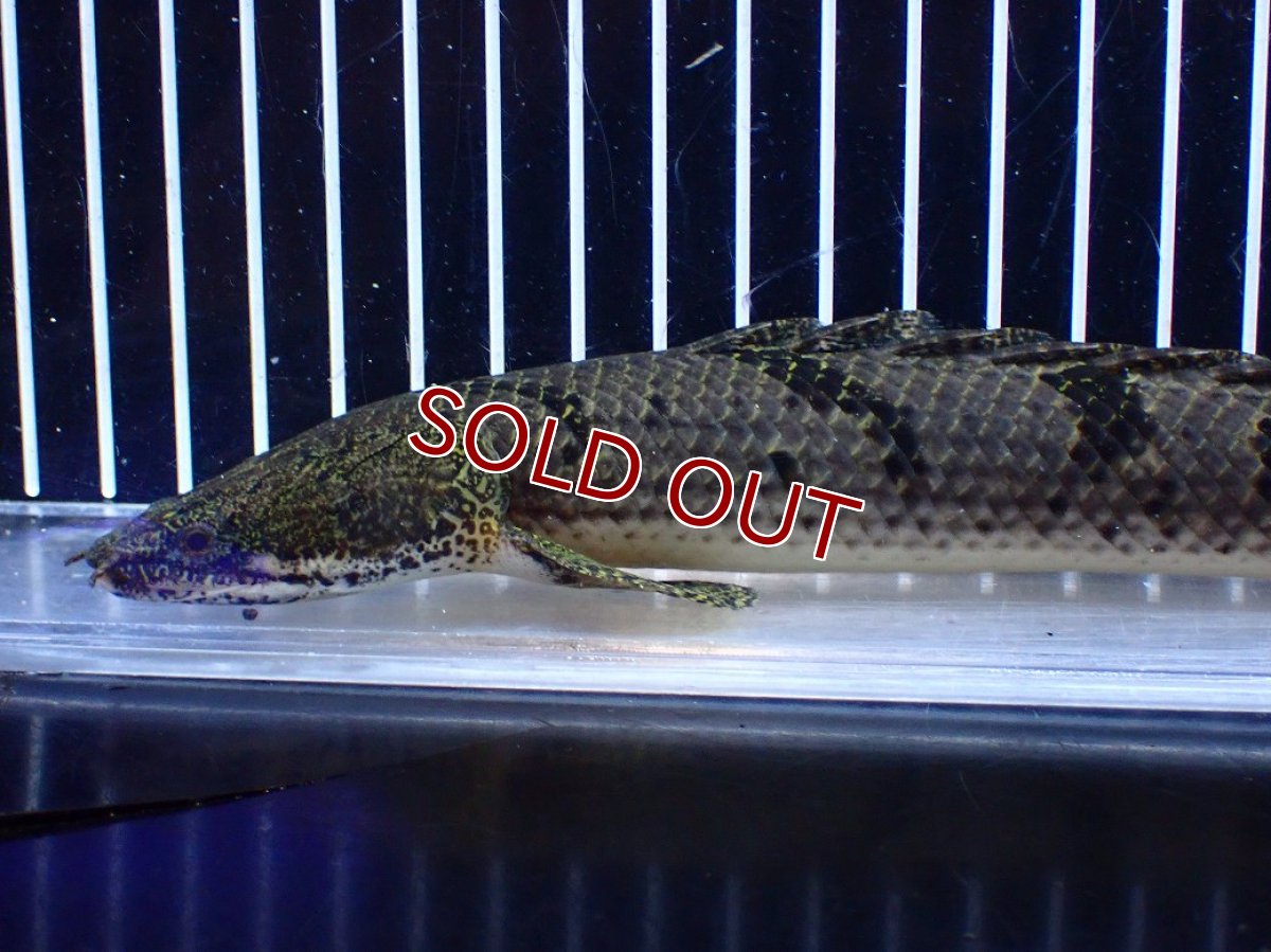 画像2: 【ボーナスセール対象個体　クーポンご利用で更に10％OFF】【淡水魚】【通販】大きめ バンドGOOD ポリプテルス デルヘジィ コンゴ産 ワイルド【個体販売】(±24cm)(大型魚(生体)(熱帯魚)NKＯ (2)