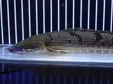 画像2: 【淡水魚】【通販】大きめ バンドGOOD ポリプテルス デルヘジィ コンゴ産 ワイルド【個体販売】(±24cm)(大型魚(生体)(熱帯魚)NKＯ (2)