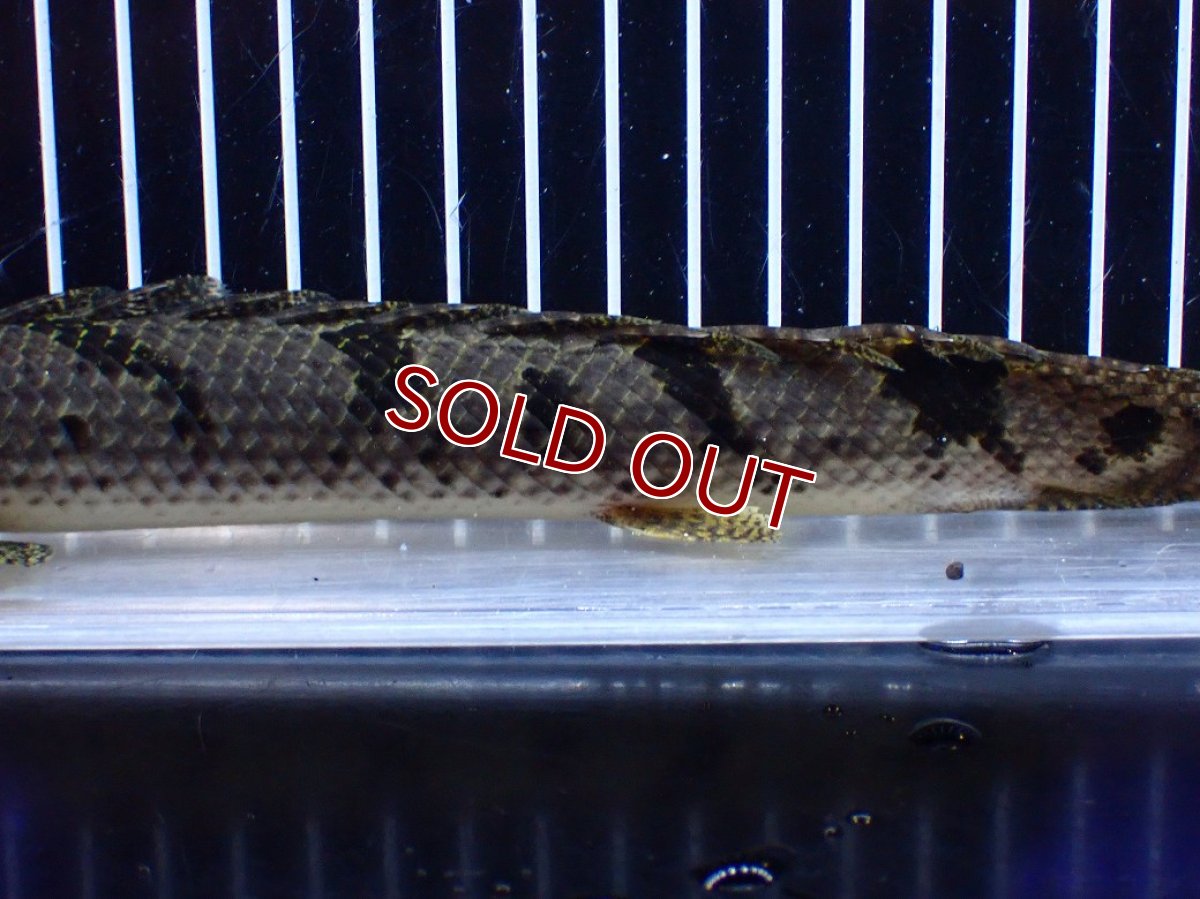 画像3: 【ボーナスセール対象個体　クーポンご利用で更に10％OFF】【淡水魚】【通販】大きめ バンドGOOD ポリプテルス デルヘジィ コンゴ産 ワイルド【個体販売】(±24cm)(大型魚(生体)(熱帯魚)NKＯ (3)