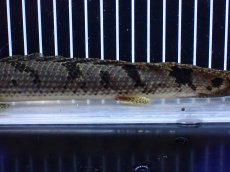 画像3: 【淡水魚】【通販】大きめ バンドGOOD ポリプテルス デルヘジィ コンゴ産 ワイルド【個体販売】(±24cm)(大型魚(生体)(熱帯魚)NKＯ (3)