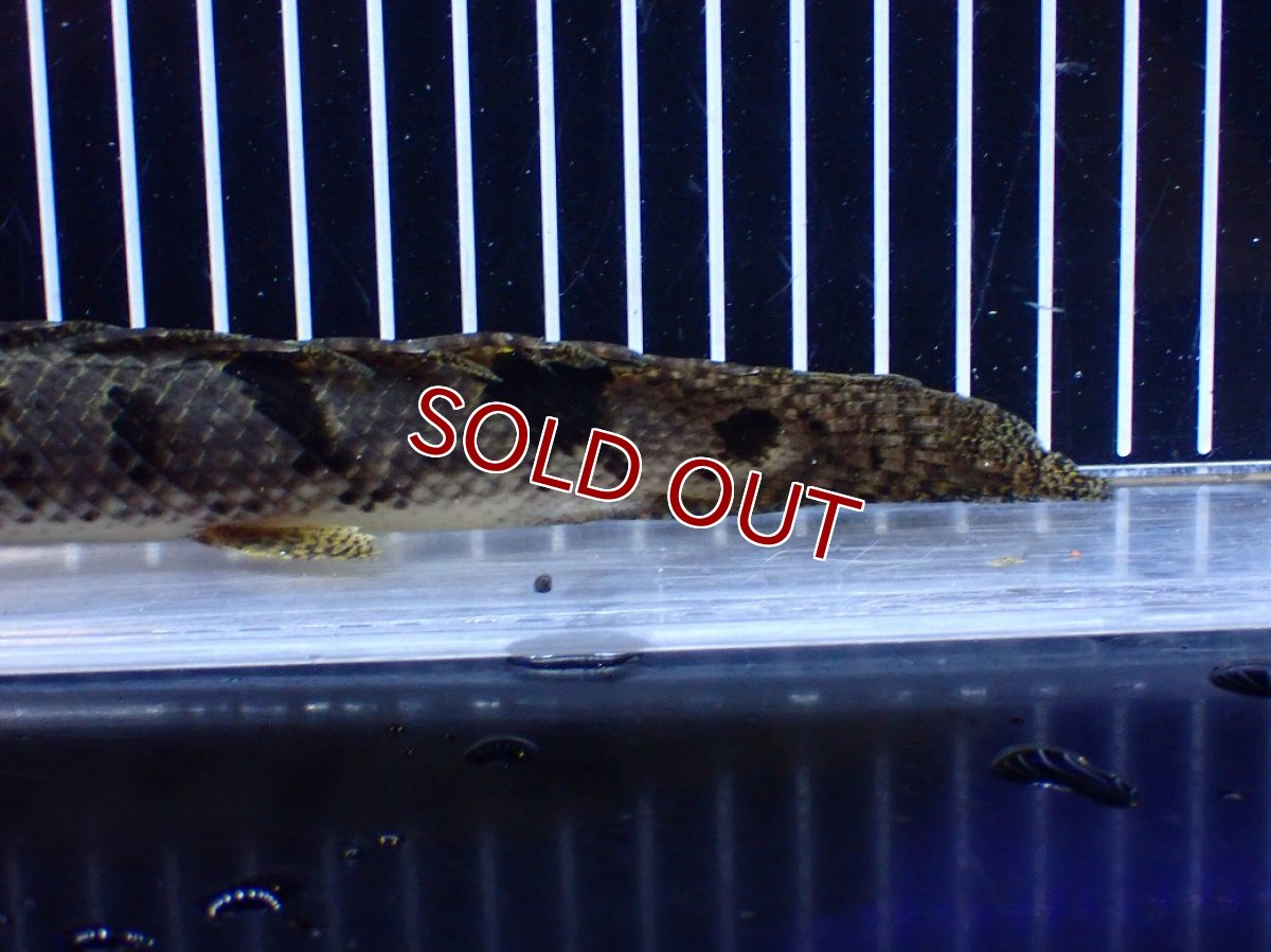 画像4: 【ボーナスセール対象個体　クーポンご利用で更に10％OFF】【淡水魚】【通販】大きめ バンドGOOD ポリプテルス デルヘジィ コンゴ産 ワイルド【個体販売】(±24cm)(大型魚(生体)(熱帯魚)NKＯ (4)