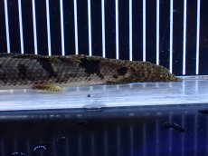 画像4: 【淡水魚】【通販】大きめ バンドGOOD ポリプテルス デルヘジィ コンゴ産 ワイルド【個体販売】(±24cm)(大型魚(生体)(熱帯魚)NKＯ (4)