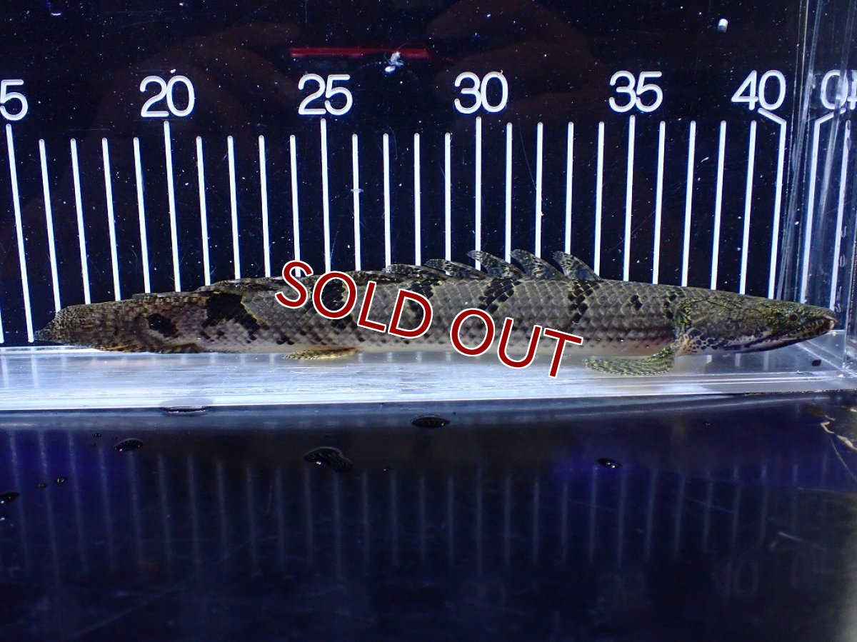 画像5: 【ボーナスセール対象個体　クーポンご利用で更に10％OFF】【淡水魚】【通販】大きめ バンドGOOD ポリプテルス デルヘジィ コンゴ産 ワイルド【個体販売】(±24cm)(大型魚(生体)(熱帯魚)NKＯ (5)