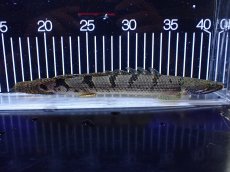 画像5: 【淡水魚】【通販】大きめ バンドGOOD ポリプテルス デルヘジィ コンゴ産 ワイルド【個体販売】(±24cm)(大型魚(生体)(熱帯魚)NKＯ (5)
