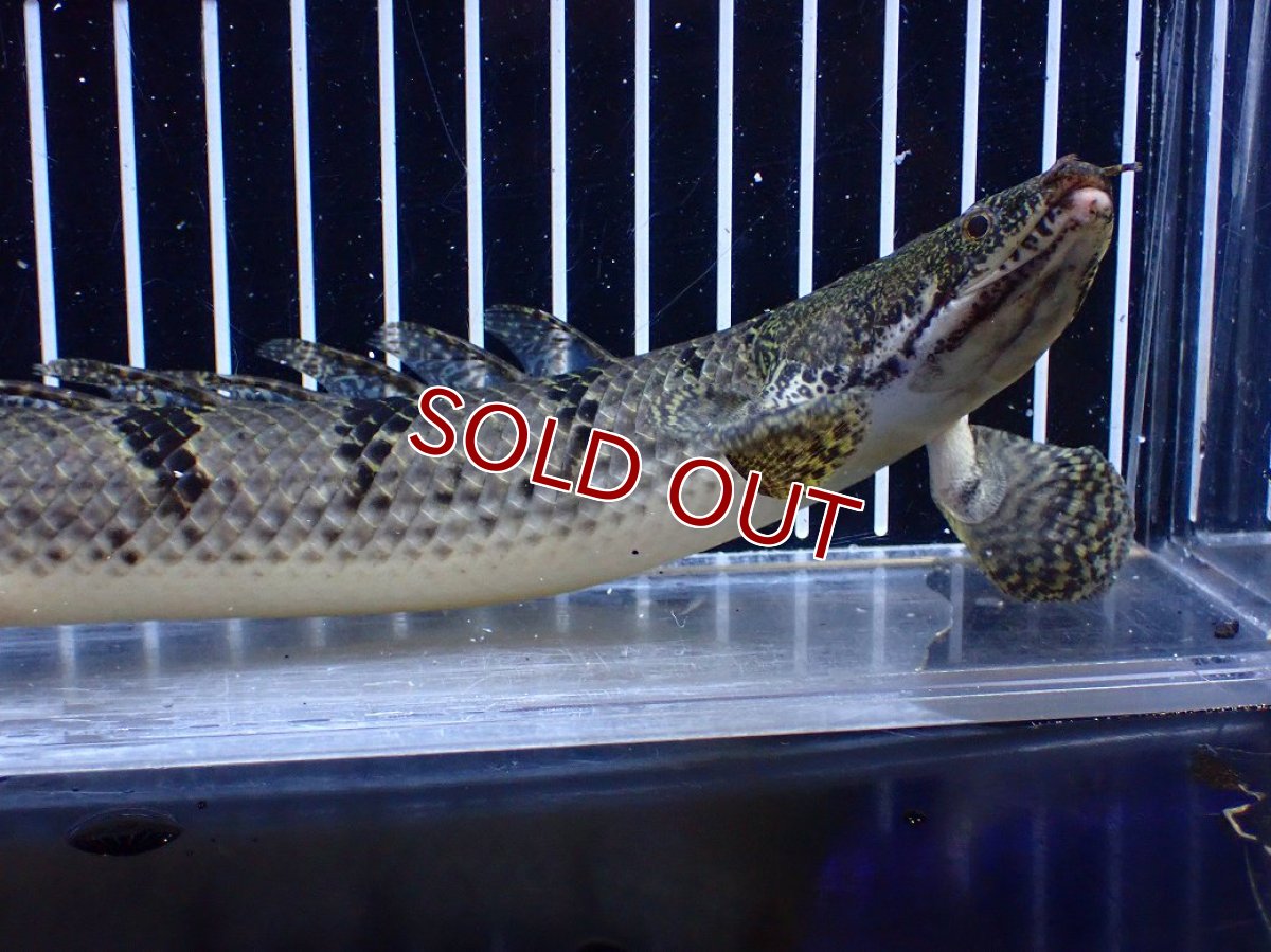 画像6: 【ボーナスセール対象個体　クーポンご利用で更に10％OFF】【淡水魚】【通販】大きめ バンドGOOD ポリプテルス デルヘジィ コンゴ産 ワイルド【個体販売】(±24cm)(大型魚(生体)(熱帯魚)NKＯ (6)