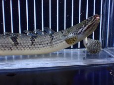 画像6: 【淡水魚】【通販】大きめ バンドGOOD ポリプテルス デルヘジィ コンゴ産 ワイルド【個体販売】(±24cm)(大型魚(生体)(熱帯魚)NKＯ (6)