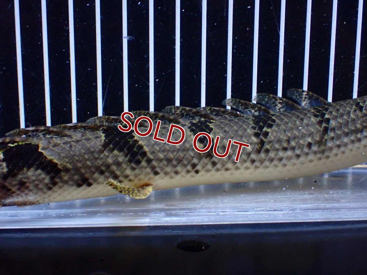 画像7: 【ボーナスセール対象個体　クーポンご利用で更に10％OFF】【淡水魚】【通販】大きめ バンドGOOD ポリプテルス デルヘジィ コンゴ産 ワイルド【個体販売】(±24cm)(大型魚(生体)(熱帯魚)NKＯ (7)