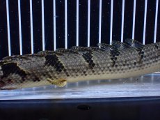 画像7: 【淡水魚】【通販】大きめ バンドGOOD ポリプテルス デルヘジィ コンゴ産 ワイルド【個体販売】(±24cm)(大型魚(生体)(熱帯魚)NKＯ (7)