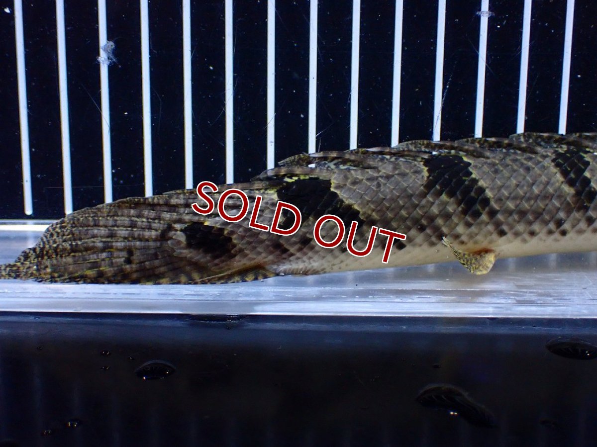 画像8: 【ボーナスセール対象個体　クーポンご利用で更に10％OFF】【淡水魚】【通販】大きめ バンドGOOD ポリプテルス デルヘジィ コンゴ産 ワイルド【個体販売】(±24cm)(大型魚(生体)(熱帯魚)NKＯ (8)
