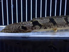 画像8: 【淡水魚】【通販】大きめ バンドGOOD ポリプテルス デルヘジィ コンゴ産 ワイルド【個体販売】(±24cm)(大型魚(生体)(熱帯魚)NKＯ (8)