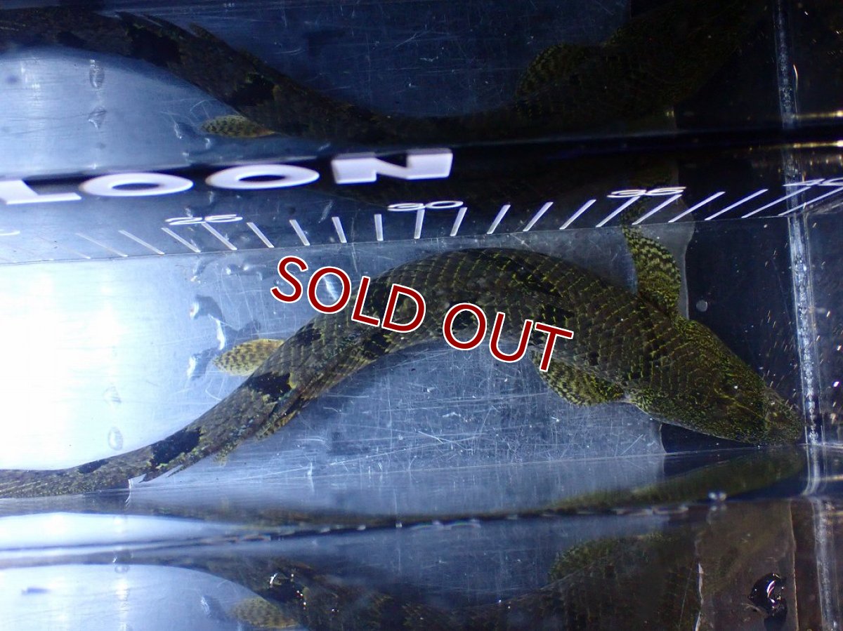 画像9: 【ボーナスセール対象個体　クーポンご利用で更に10％OFF】【淡水魚】【通販】大きめ バンドGOOD ポリプテルス デルヘジィ コンゴ産 ワイルド【個体販売】(±24cm)(大型魚(生体)(熱帯魚)NKＯ (9)