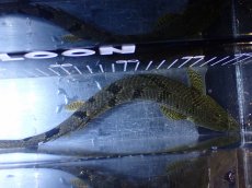 画像9: 【淡水魚】【通販】大きめ バンドGOOD ポリプテルス デルヘジィ コンゴ産 ワイルド【個体販売】(±24cm)(大型魚(生体)(熱帯魚)NKＯ (9)
