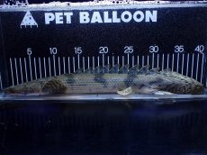 画像1: 【淡水魚】【通販】No1 ポリプテルス エンドリケリー YEWA産 ワイルド【個体販売】(±39cm)(大型魚)(生体)(熱帯魚)NKＯ (1)