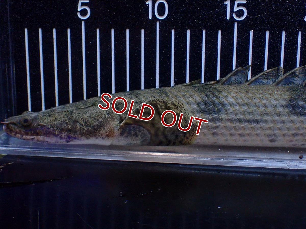 画像2: 【淡水魚】【通販】No1 ポリプテルス エンドリケリー YEWA産 ワイルド【個体販売】(±39cm)(大型魚)(生体)(熱帯魚)NKＯ (2)
