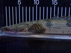 画像2: 【淡水魚】【通販】No1 ポリプテルス エンドリケリー YEWA産 ワイルド【個体販売】(±39cm)(大型魚)(生体)(熱帯魚)NKＯ (2)