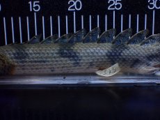 画像3: 【淡水魚】【通販】No1 ポリプテルス エンドリケリー YEWA産 ワイルド【個体販売】(±39cm)(大型魚)(生体)(熱帯魚)NKＯ (3)