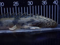 画像4: 【淡水魚】【通販】No1 ポリプテルス エンドリケリー YEWA産 ワイルド【個体販売】(±39cm)(大型魚)(生体)(熱帯魚)NKＯ (4)