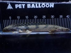 画像5: 【淡水魚】【通販】No1 ポリプテルス エンドリケリー YEWA産 ワイルド【個体販売】(±39cm)(大型魚)(生体)(熱帯魚)NKＯ (5)