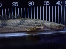 画像6: 【淡水魚】【通販】No1 ポリプテルス エンドリケリー YEWA産 ワイルド【個体販売】(±39cm)(大型魚)(生体)(熱帯魚)NKＯ (6)