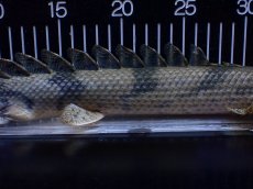 画像7: 【淡水魚】【通販】No1 ポリプテルス エンドリケリー YEWA産 ワイルド【個体販売】(±39cm)(大型魚)(生体)(熱帯魚)NKＯ (7)