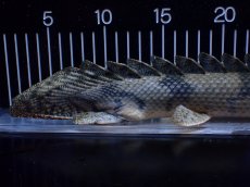 画像8: 【淡水魚】【通販】No1 ポリプテルス エンドリケリー YEWA産 ワイルド【個体販売】(±39cm)(大型魚)(生体)(熱帯魚)NKＯ (8)