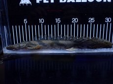 画像1: 【淡水魚】【通販】No2 ポリプテルス エンドリケリー YEWA産 ワイルド【個体販売】(±31cm)(大型魚)(生体)(熱帯魚)NKＯ (1)