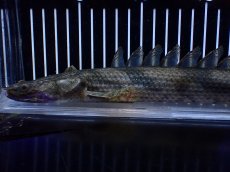 画像2: 【淡水魚】【通販】No2 ポリプテルス エンドリケリー YEWA産 ワイルド【個体販売】(±31cm)(大型魚)(生体)(熱帯魚)NKＯ (2)