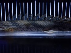 画像3: 【淡水魚】【通販】No2 ポリプテルス エンドリケリー YEWA産 ワイルド【個体販売】(±31cm)(大型魚)(生体)(熱帯魚)NKＯ (3)
