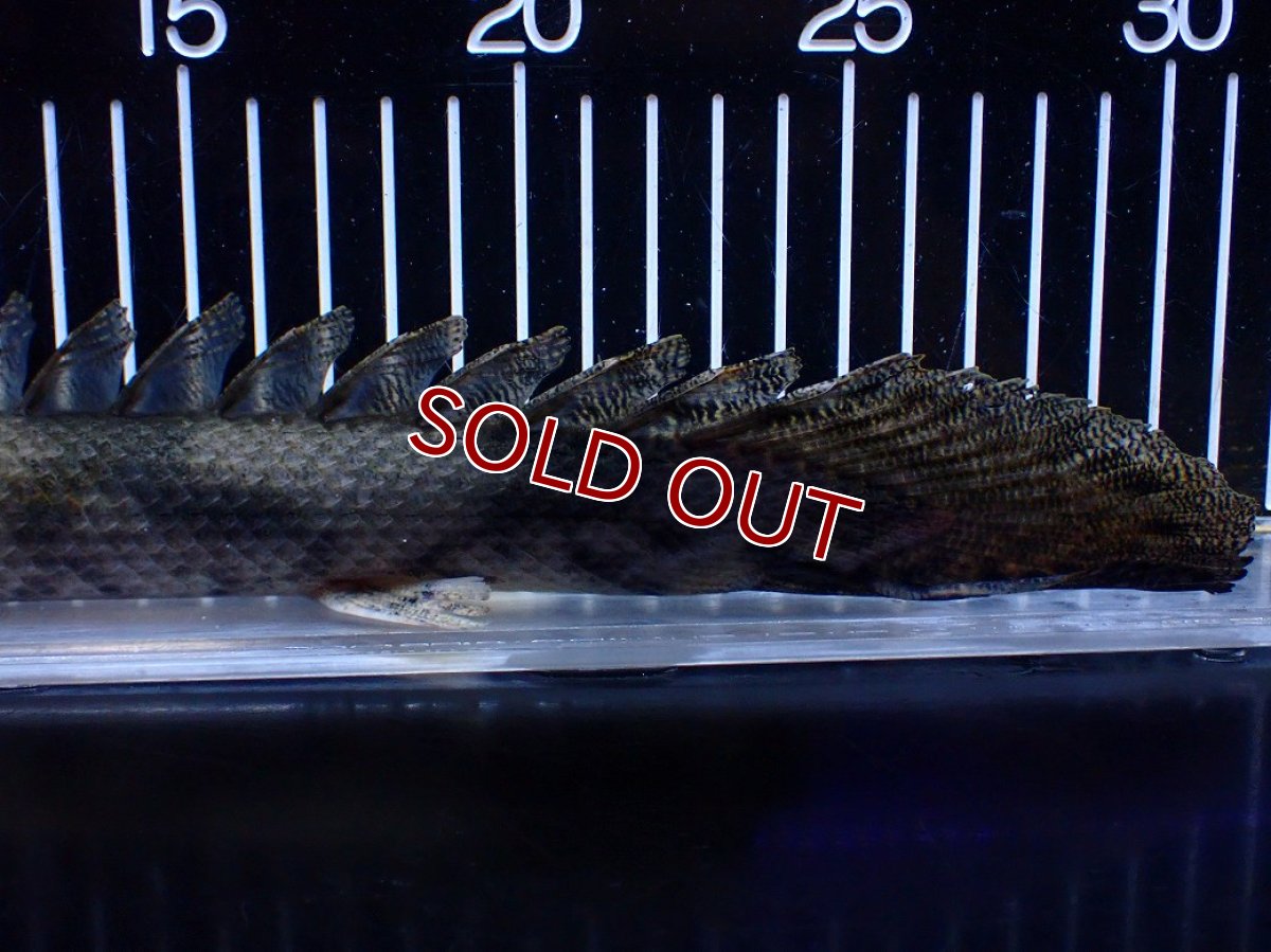 画像4: 【淡水魚】【通販】No2 ポリプテルス エンドリケリー YEWA産 ワイルド【個体販売】(±31cm)(大型魚)(生体)(熱帯魚)NKＯ (4)