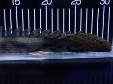 画像4: 【淡水魚】【通販】No2 ポリプテルス エンドリケリー YEWA産 ワイルド【個体販売】(±31cm)(大型魚)(生体)(熱帯魚)NKＯ (4)