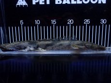 画像5: 【淡水魚】【通販】No2 ポリプテルス エンドリケリー YEWA産 ワイルド【個体販売】(±31cm)(大型魚)(生体)(熱帯魚)NKＯ (5)