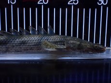 画像6: 【淡水魚】【通販】No2 ポリプテルス エンドリケリー YEWA産 ワイルド【個体販売】(±31cm)(大型魚)(生体)(熱帯魚)NKＯ (6)