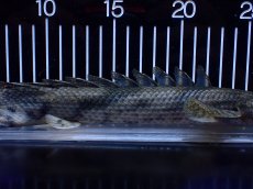 画像7: 【淡水魚】【通販】No2 ポリプテルス エンドリケリー YEWA産 ワイルド【個体販売】(±31cm)(大型魚)(生体)(熱帯魚)NKＯ (7)