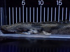 画像8: 【淡水魚】【通販】No2 ポリプテルス エンドリケリー YEWA産 ワイルド【個体販売】(±31cm)(大型魚)(生体)(熱帯魚)NKＯ (8)