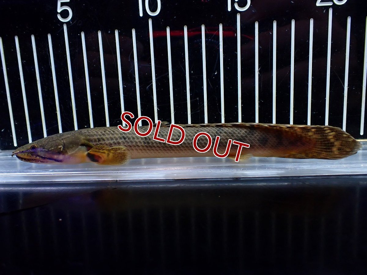 画像1: 【淡水魚】【通販】No1 ポリプテルス ウィークシー コンゴ産 ワイルド【個体販売】(±18cm)(大型魚)(生体)(熱帯魚)NKO (1)