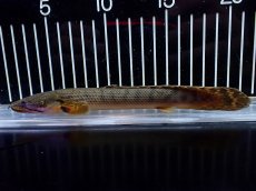 画像1: 【淡水魚】【通販】No1 ポリプテルス ウィークシー コンゴ産 ワイルド【個体販売】(±18cm)(大型魚)(生体)(熱帯魚)NKO (1)