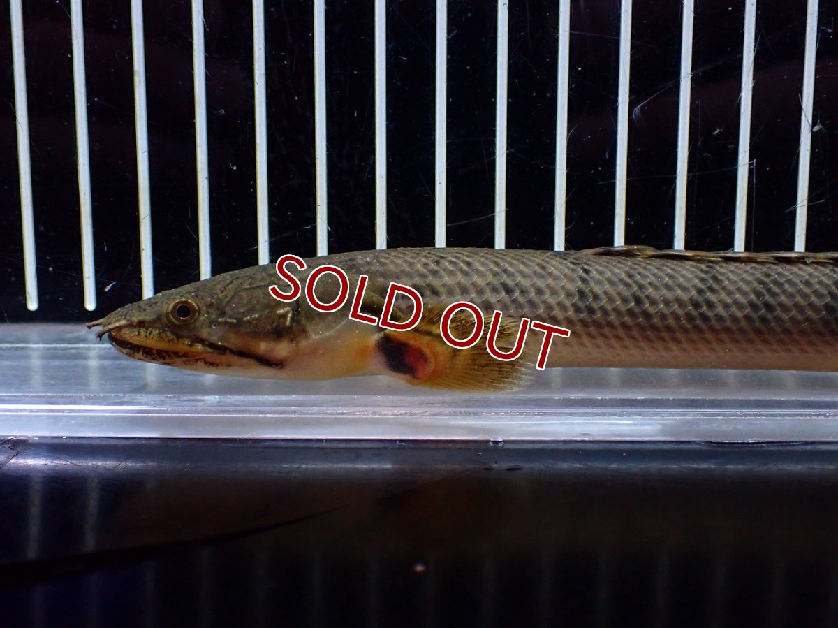 画像2: 【淡水魚】【通販】No1 ポリプテルス ウィークシー コンゴ産 ワイルド【個体販売】(±18cm)(大型魚)(生体)(熱帯魚)NKO (2)